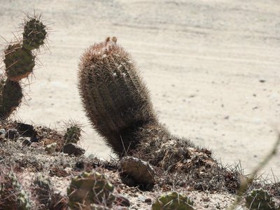 Acanthocalycium thionanthum RB3189 - RN40 Valle Calchaquies, La Merced, Salta 1744m