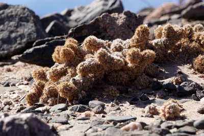 Tephrocactus molinensis RB3182 - RN40 Valle Calchaquies, Los Sauces, Salta 1675m