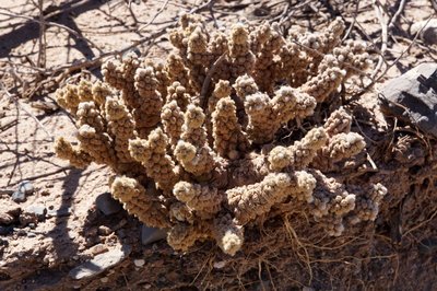 Tephrocactus molinensis RB3187 - RN40 Valle Calchaquies, Los Sauces, Salta 1687m