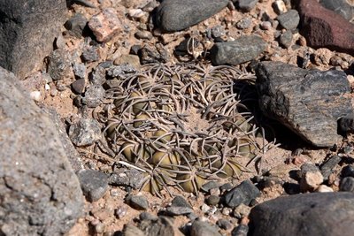 Gymnocalycium spegazzinii RB3185 - RN40 Valle Calchaquies, Los Sauces, Salta 1675m