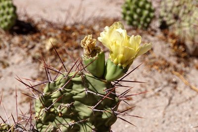 Opuntia sulphurea RB3188 - RN40 Valle Calchaquies, La Merced, Salta 1744m