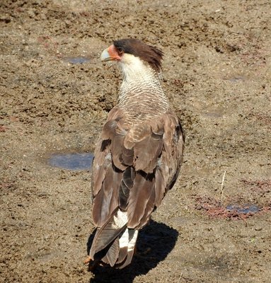 Schopfkarakara - Caracara plancus