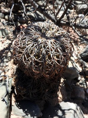 Gymnocalycium spegazzinii RB3203 - RP25 nördl. Angastaco, Salta 1885m