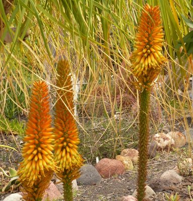 Aloe elegans Hybride.jpg