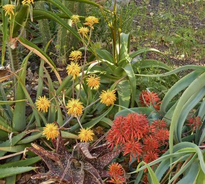 Aloe elegans, aloe flexifoliata.jpg