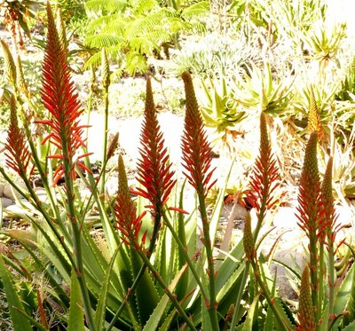 Aloe mzimbana 1.jpg