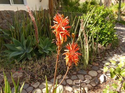 Aloe ngobitensis, Blüten.jpg