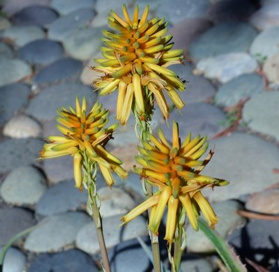Aloe suarezensis, Blüten.jpg