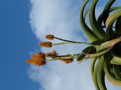 Aloe traskii.jpg