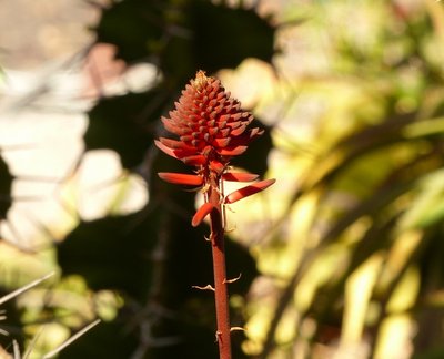 Aloe ukambensis, Blüte.jpg