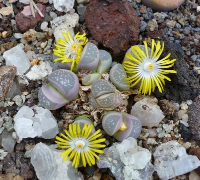 Lithops spec..jpg