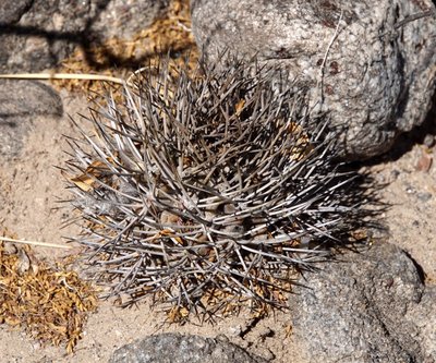 Acanthocalycium thionanthum catamarcense RB3208 - Santa Maria, Famatanca, Catamarca 1950m