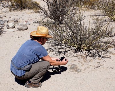 Gymnocalycium spegazzinii RB3210 - nördl. El Desmonte, Catamarca 2048m