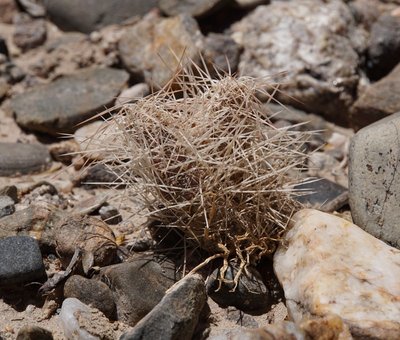 Tephrocactus weberi RB3217 - südl. Sierra de Quilmes, Catamarca 2200m