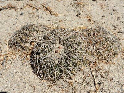 Gymnocalycium spegazzinii RB3210 - nördl. El Desmonte, Catamarca 2048m