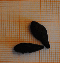 Pachypodium decaryi hat vergleichsweise große Samen