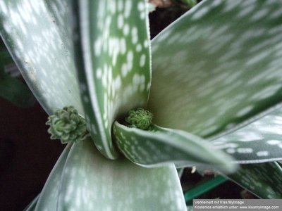 Aloe variegata Knospen_klein.jpg
