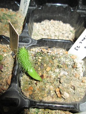 Stapelianthus pilosus.JPG