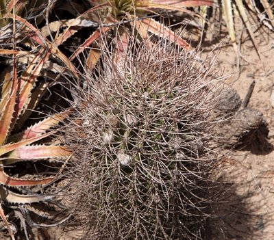 Echinopsis leucantha RB3226 - südl. Hualfin, Catamarca 1785m