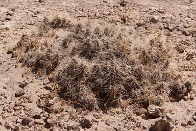 Tephrocactus weberi RB3230 - Las Juntas