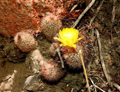 Parodia microsperma catamarcensis f.belenensis RB3227 - südl. Hualfin, Catamarca 1785m