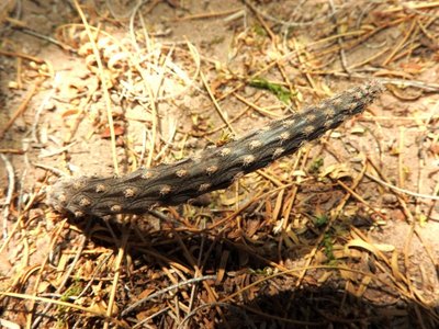 Pterocactus tuberosus RB3229 - Las Juntas, südl. Hualfin, über Friedhof, Catamarca 1745m