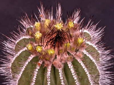 Uebelmannia pseudopectinifera.jpeg