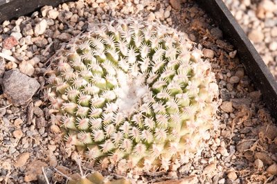 Turbinicarpus x pulcherrimus <br />Herkunft Panarotto