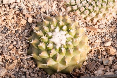 Turbinicarpus x pulcherrimus <br />Herkunft Panarotto