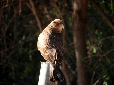 Chimangokarakara - Phalcoboenus chimango