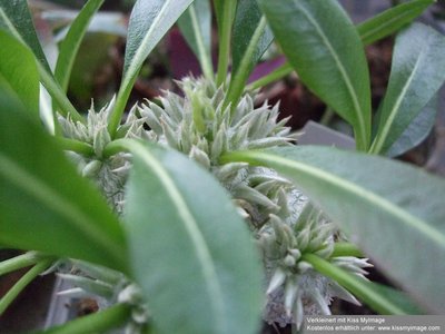 Pachypodium brevicaulis Knospe_klein.jpg