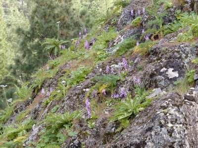 Orchis canariensis Feld (640x480) - Kopie.jpg