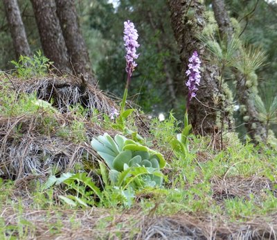 Orchis canariensis Blüten (640x553) - Kopie.jpg