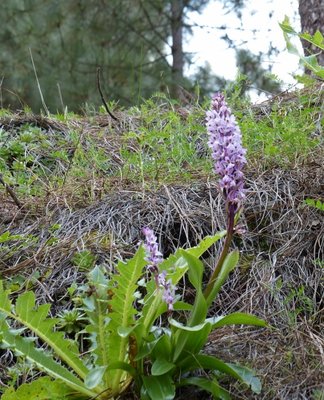 Orchis canariensis (518x640) - Kopie.jpg