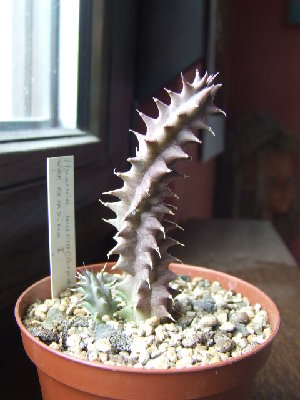 huernia macrocarpa