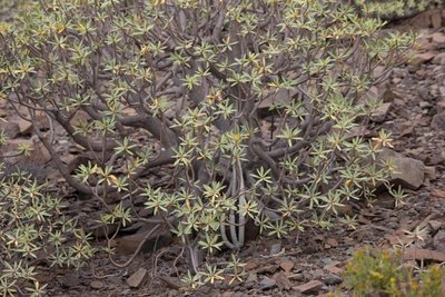 3. WB2017 GC Euphorbia balsamifera, Ceropegia fusca.jpg