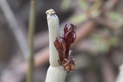 4. WB2017 GC Ceropegia fusca.jpg