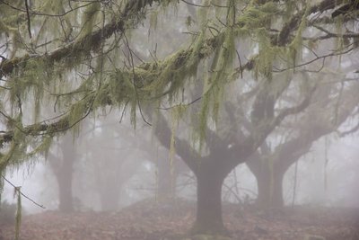 6. WB2017 GC Kastanien im Nebel.jpg