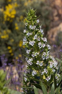 20. WB2017 GC Echium callithyrsum.jpg