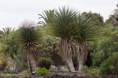 29. WB2017 GC Dracaena tamaranae.jpg