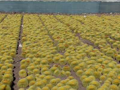 Echinocactus grusonii,Feld (800x600).jpg