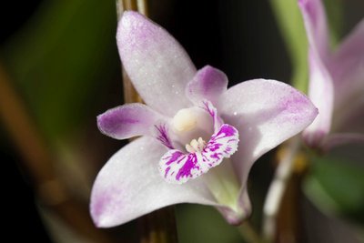 Dendrobium kingianum WB20170319.jpg