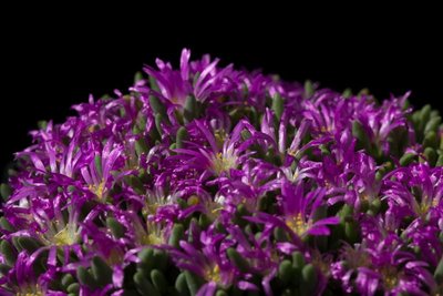 Delosperma sphalmanthoides WB20170402.jpg