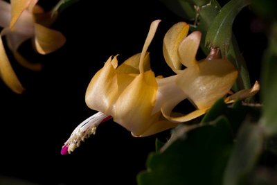 Schlumbergera X gelb WB20170331.jpg