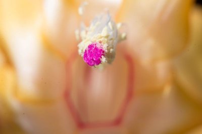 Schlumbergera X gelb WB20170402c.jpg