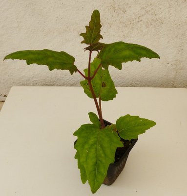 Canarina canariensis Sämling 6 Mon. (613x640).jpg