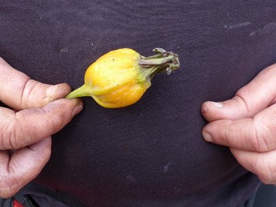 Canarina canariensis Frucht (640x480).jpg