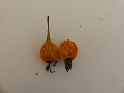Canarina canariensis Frucht 1 (640x480).jpg
