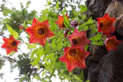 WB20140309, Canarina canariensis, Icod de los Vinos, Teneriffa.jpg