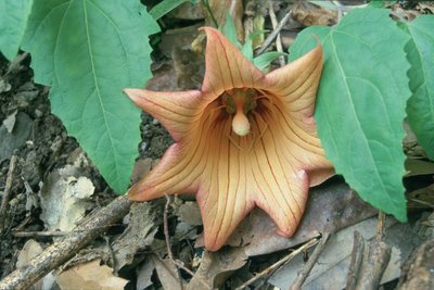 WB20160924, Canarina canariensis, Cubo de la Galga, La Palma.jpg